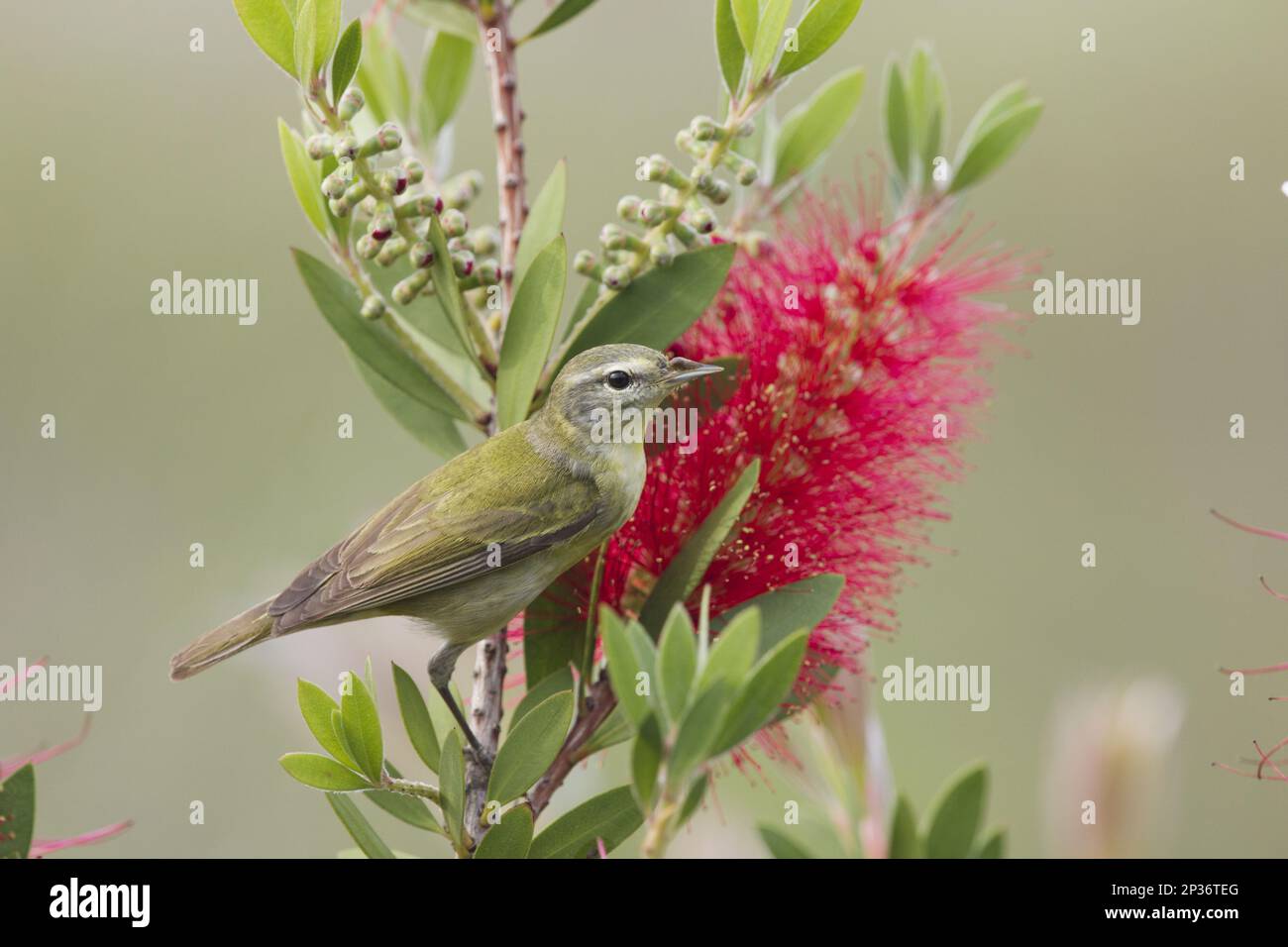 Tennessee tennessee warbler (Vermivora peregrina) adult male, with deformed bill, perches on flowering Bottlebrush (Callistemon sp.) introduced Stock Photo