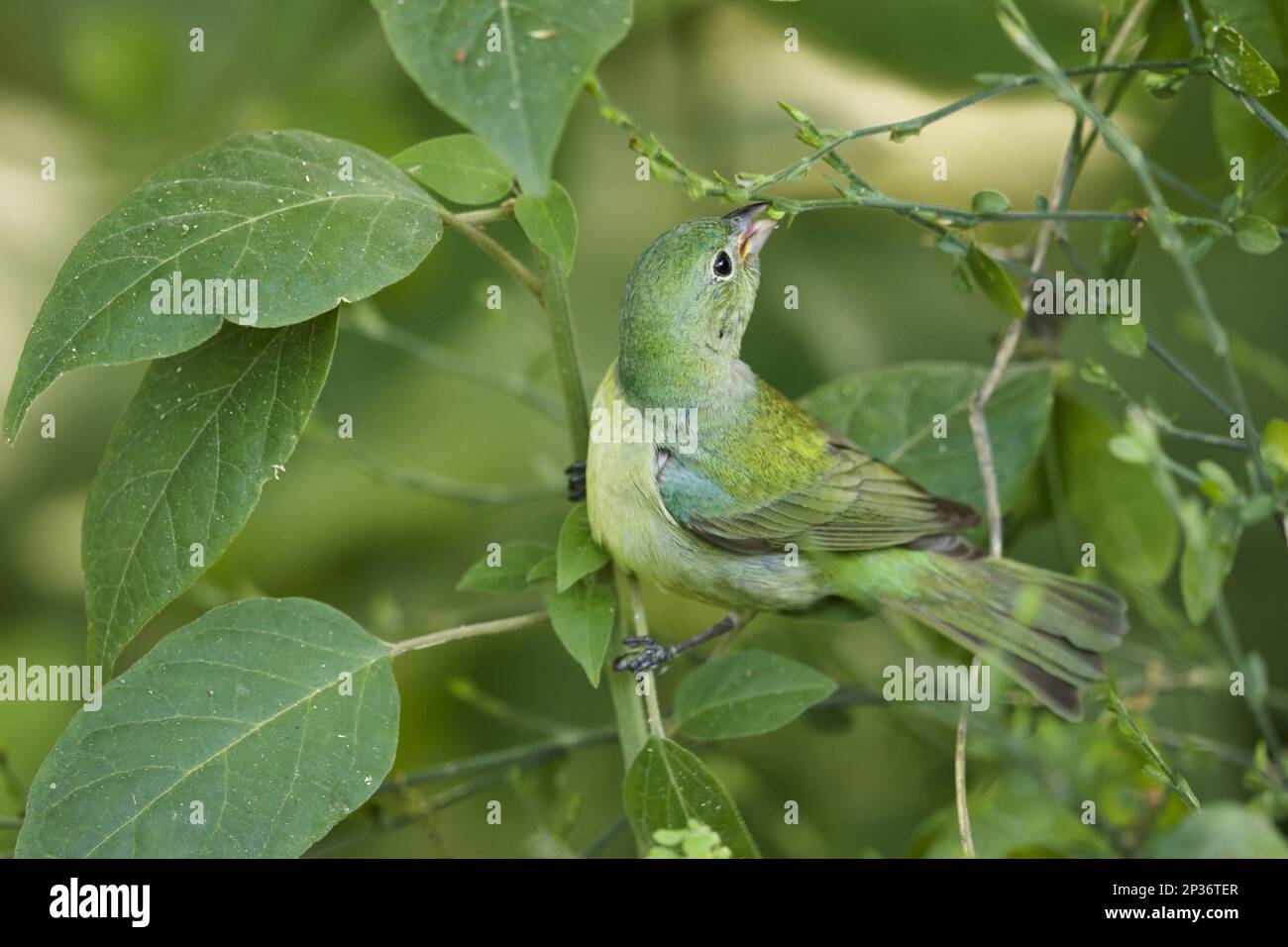 Painted Painted Bunting (Passerina Ciris), Adult Female Feeding Among ...