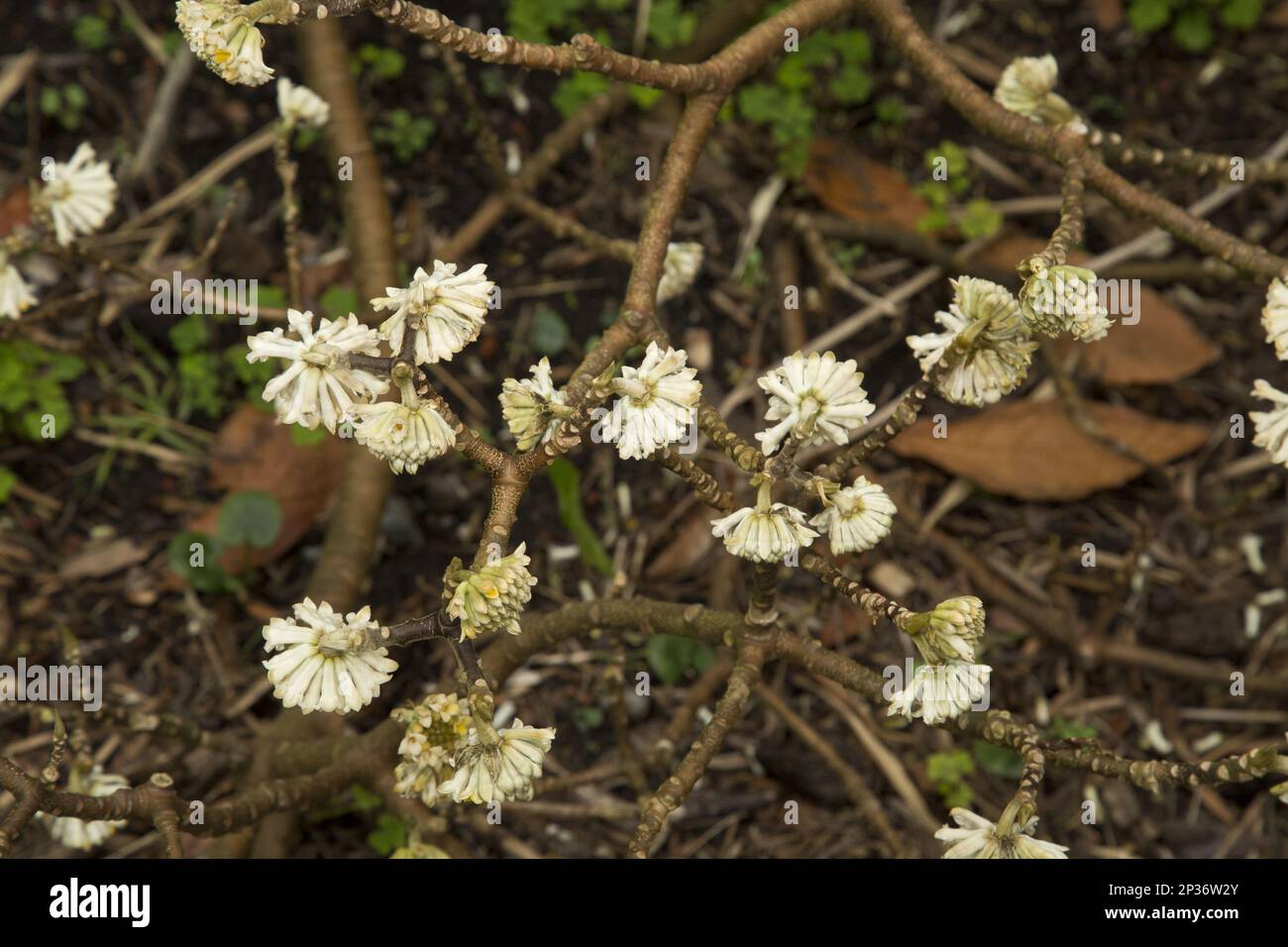 Flowering Nepalese paper bush (Edgeworthia gardneri) Stock Photo