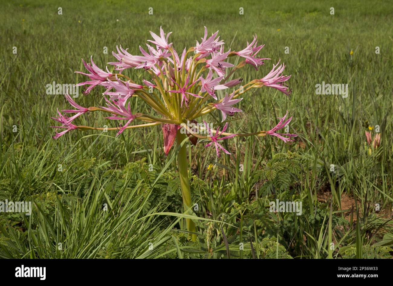 Natal Candelabra Flower (Brunsvigia natalensis) flowering, growing in grassland, Royal Natal N.P., Drakensberg Mountains, KwaZulu-Natal, South Africa Stock Photo