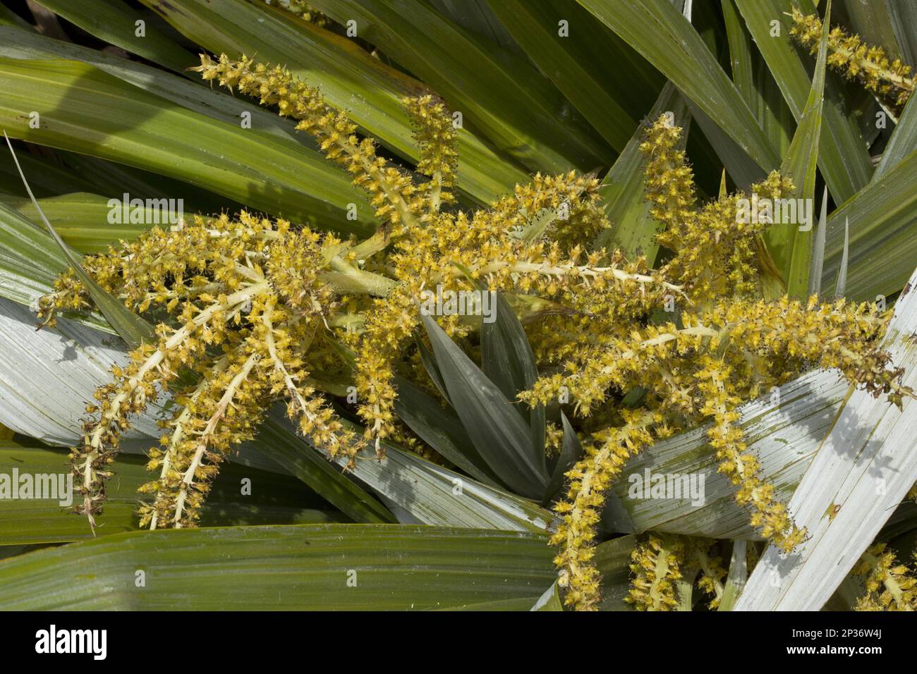 Flowering mountain Astelia (Astelia nervosa), native to New Zealand Stock Photo