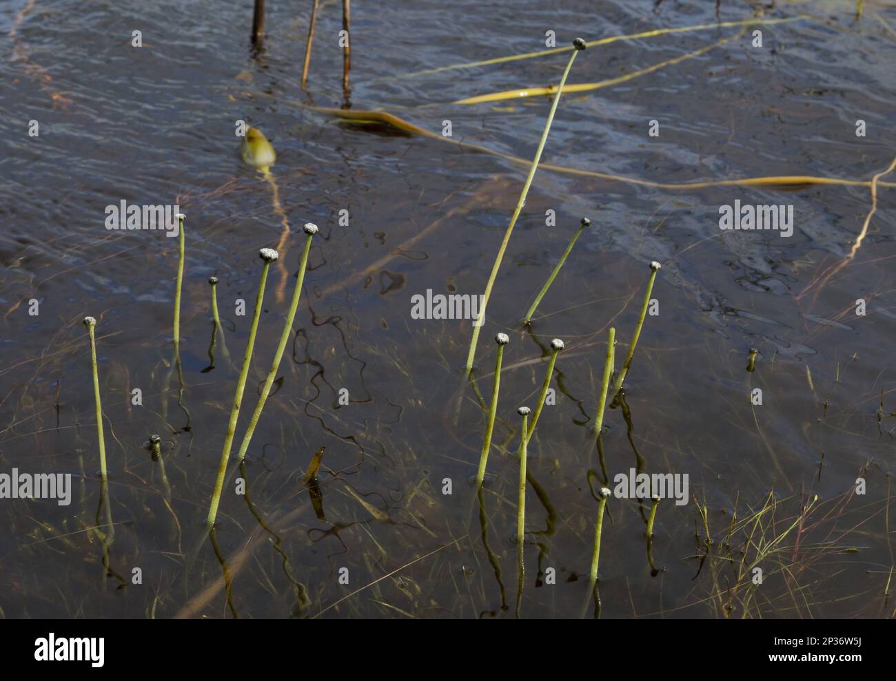 Seven-angled Pipewort (Eriocaulon aquaticum) growing in freshwater loch, Coll, Inner Hebrides, Scotland, United Kingdom Stock Photo