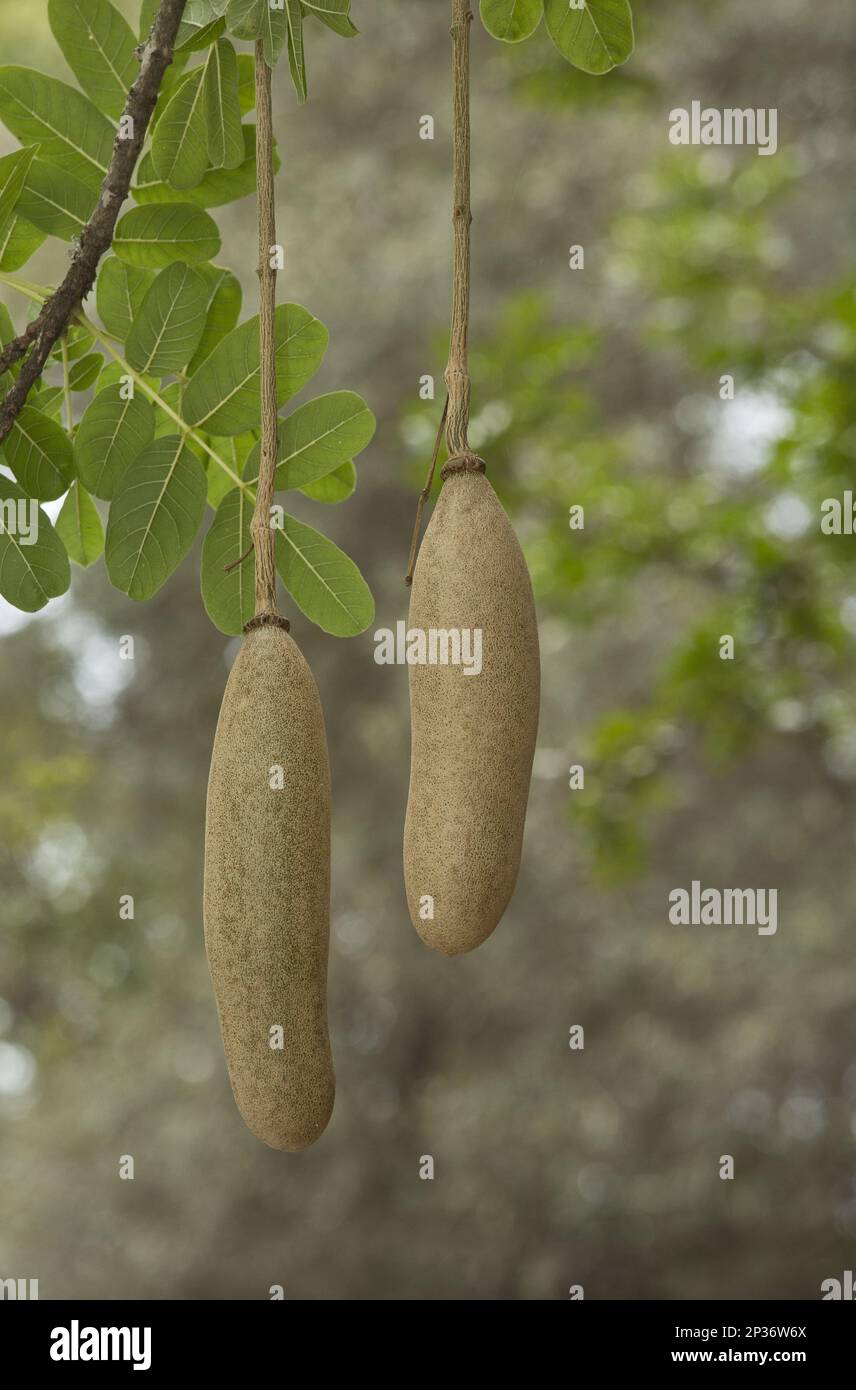 Sausage Tree (Kigelia africana) closeup of fruit, Kruger N.P., Great