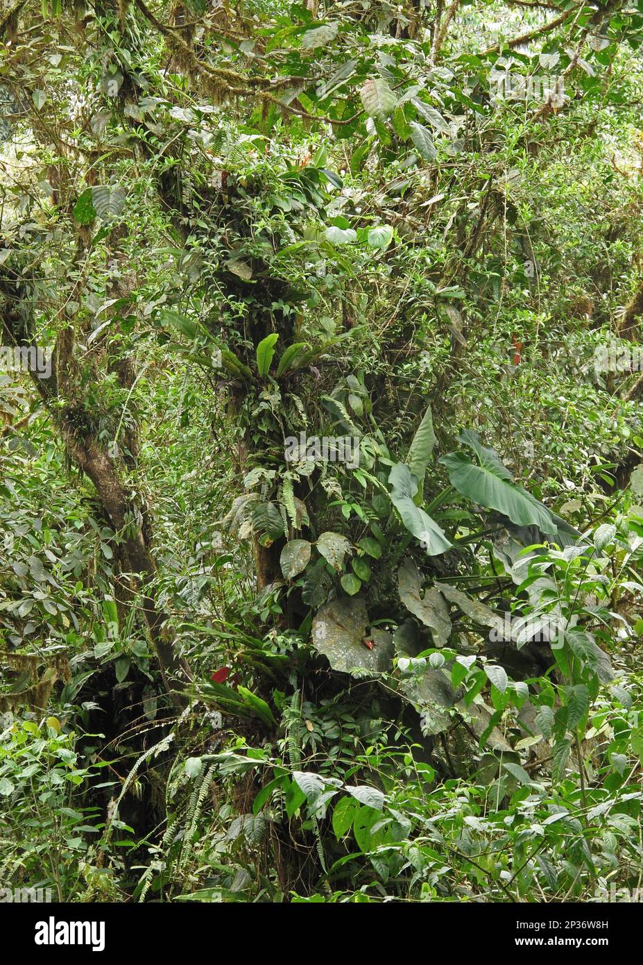 Lush vegetation in tropical forest habitat, Canopy Lodge, El Valle, Panama Stock Photo