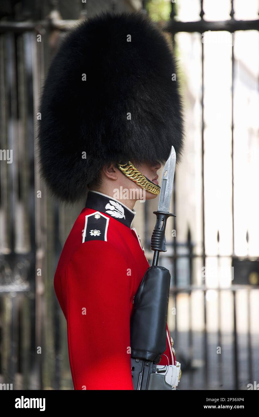Guardsman of the Scots Guards in ceremonial uniform, The Mall, City of Westminster, London, England, United Kingdom Stock Photo