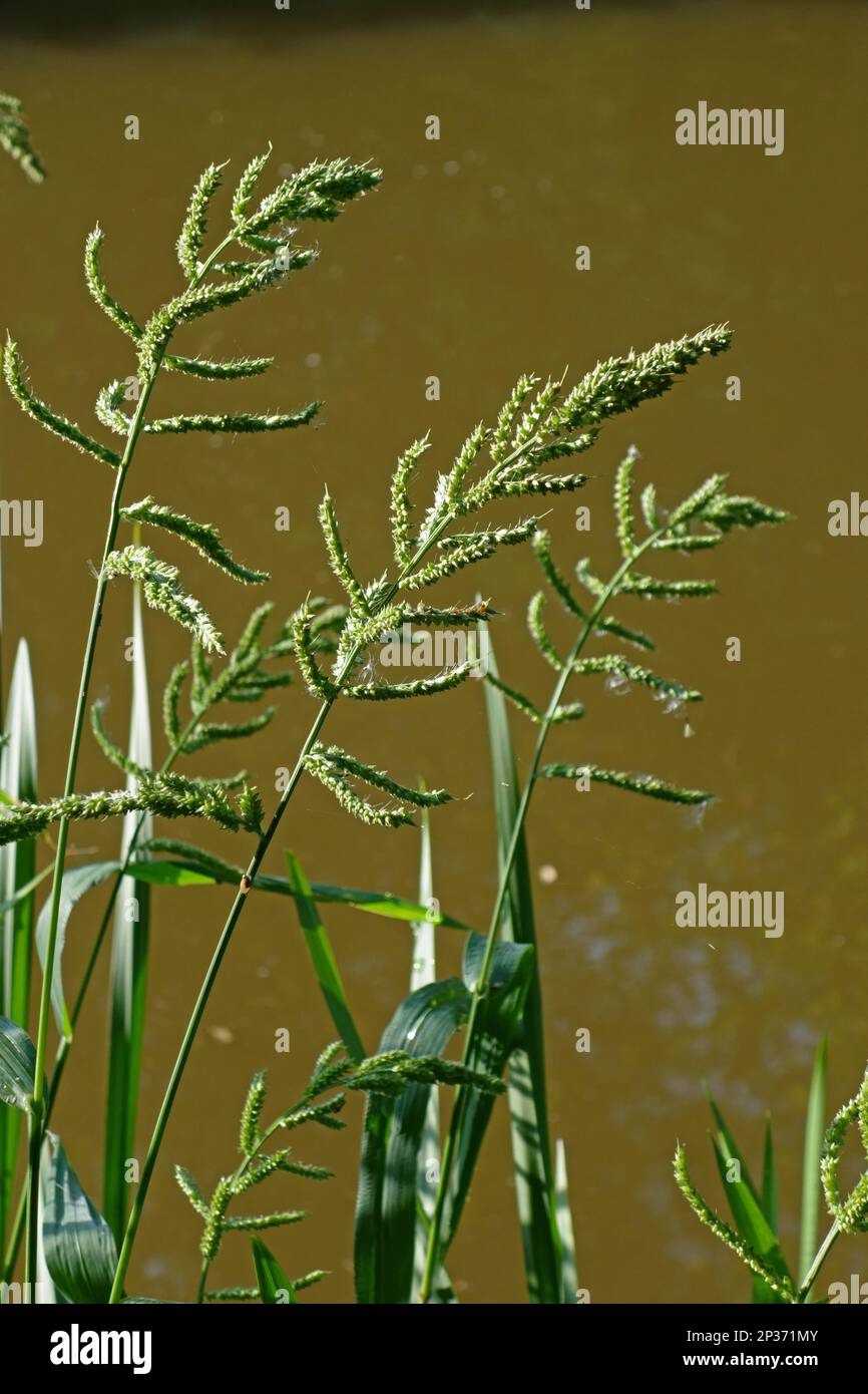 Barnyard cockspur (Echinochloa crus-galli), introduced species, flowering spikes, growing on the canal bank, Kennet and Avon Canal, Berkshire Stock Photo