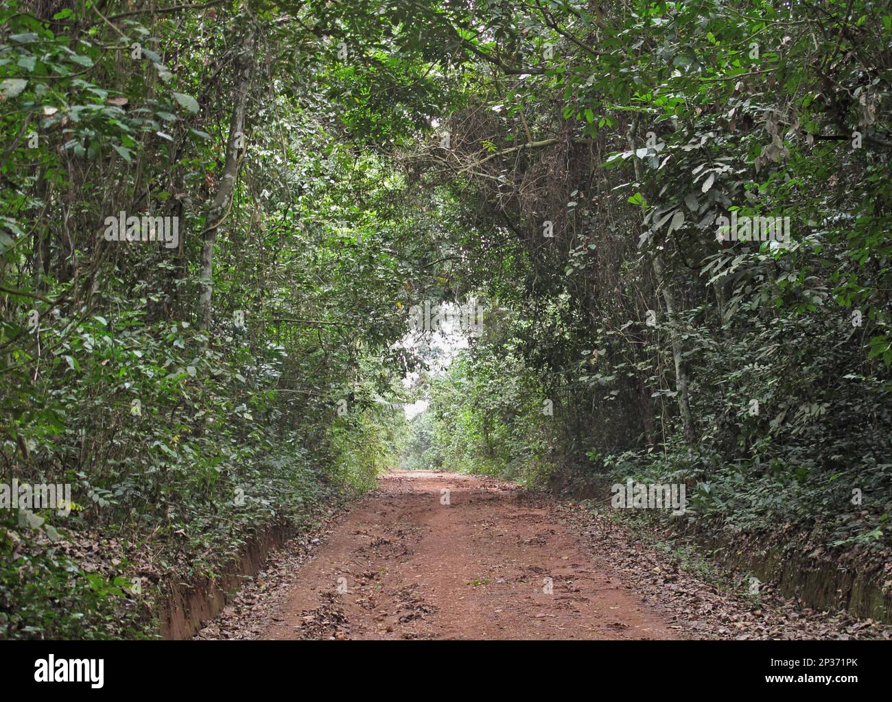 Track through dense tropical rainforest, Bobiri Butterfly Reserve, Ashanti Region, Ghana Stock Photo