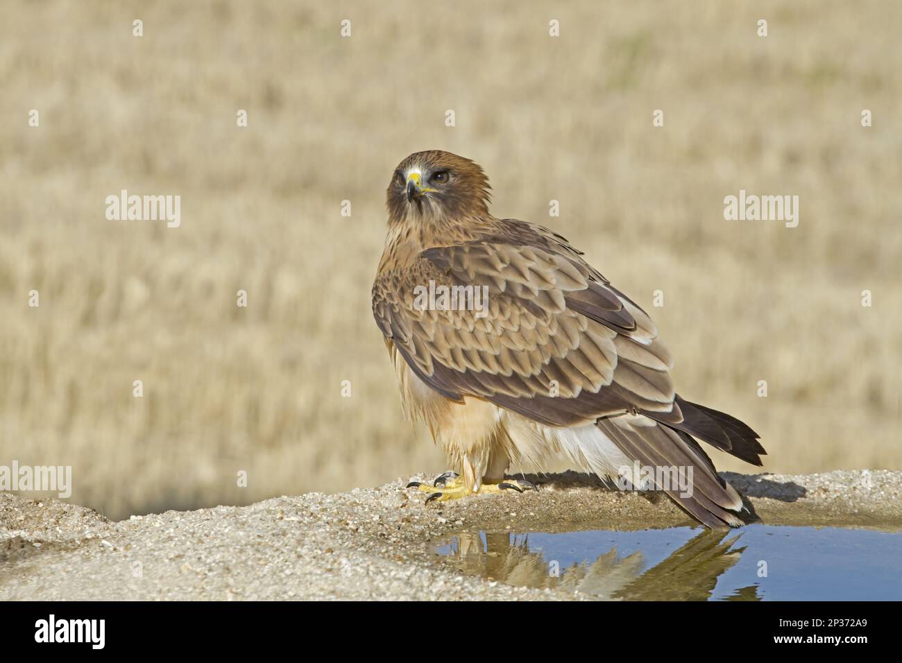Booted eagle standing hi-res stock photography and images - Alamy