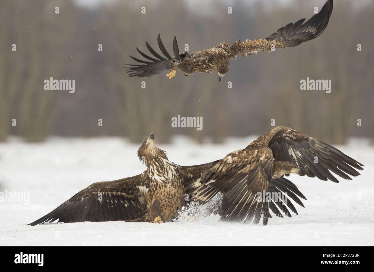 White-tailed Eagle (Haliaeetus albicilla) three immatures, fighting on snow, Poland Stock Photo