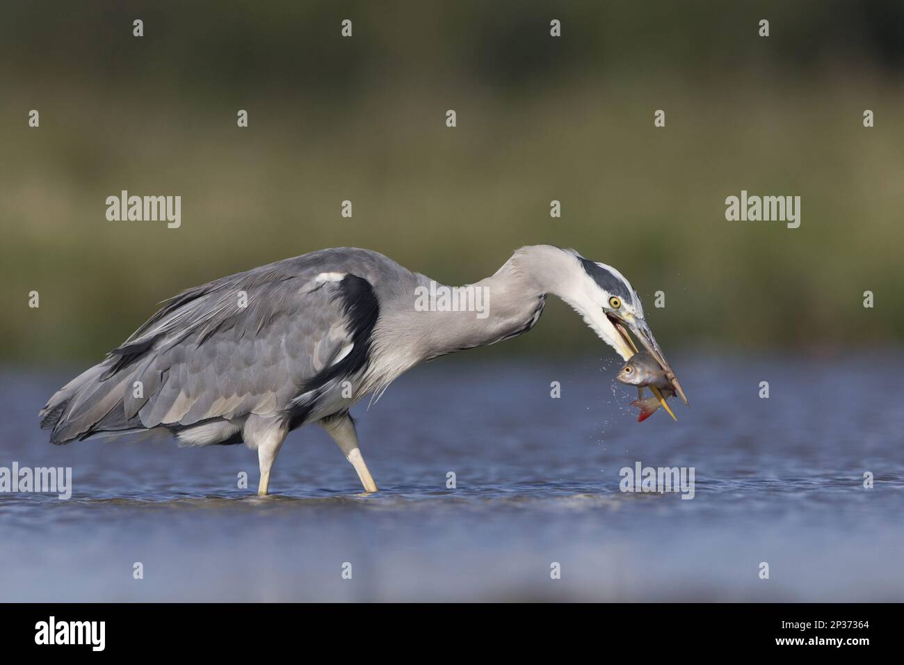 Grey heron (Ardea cinerea) adult, catching the prey of the common rudd ...