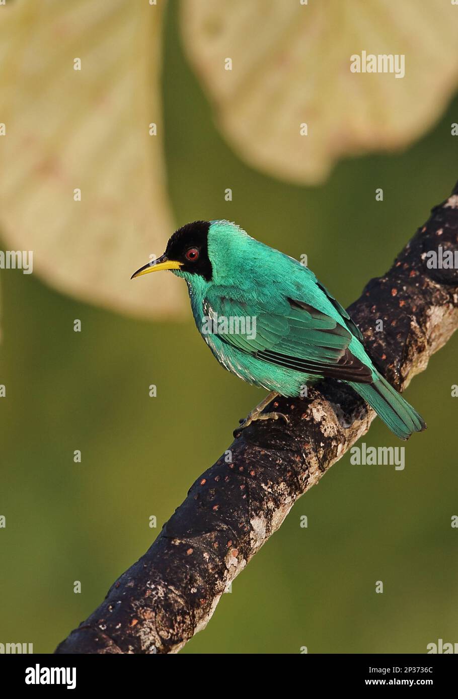 Green Honeycreeper Chlorophanes Spiza Argutus Adult Male Sitting On green-honeycreeper-chlorophanes-spiza-argutus-adult-male-sitting-on