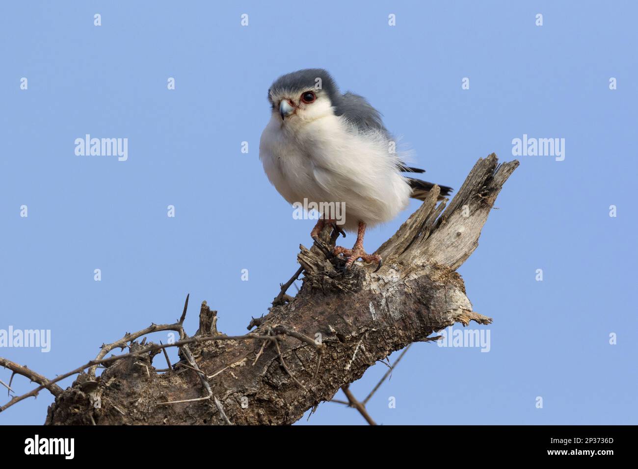 African Pygmy-falcon (Polihierax semitorquatus) adult, perched on