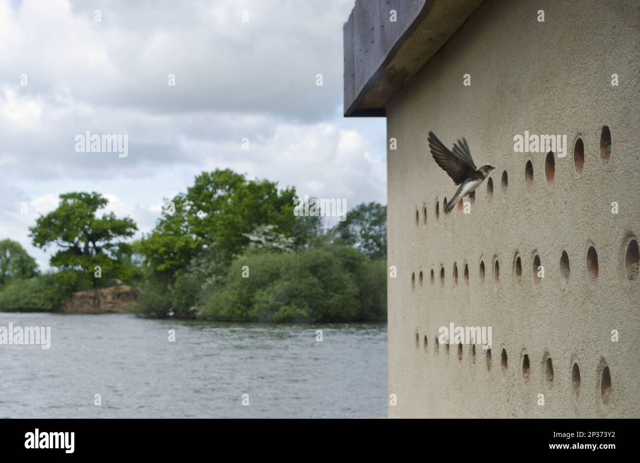 Sand Martin (Riparia riparia) adult, in flight, inspecting nestholes in ...