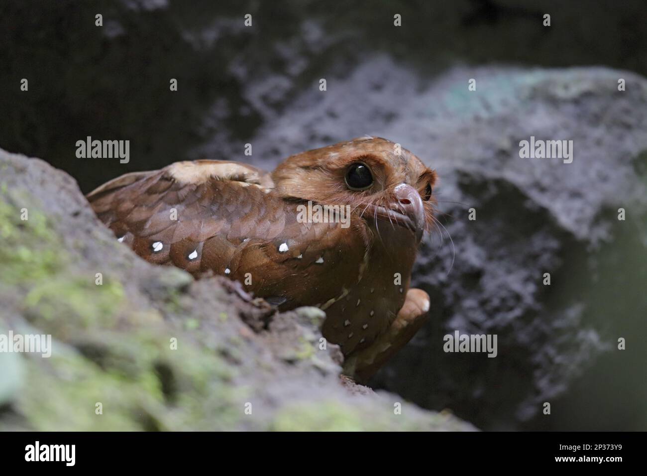 Oilbird Adult oilbird (Steatornis caripensis), standing between rocks in cave ...