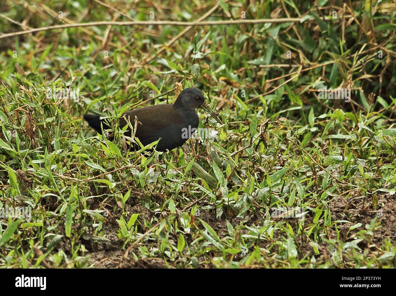 Blackish Rail (Pardirallus nigricans nigricans) adult, foraging amongst damp vegetation, Atlantic Rainforest, Brazil Stock Photo