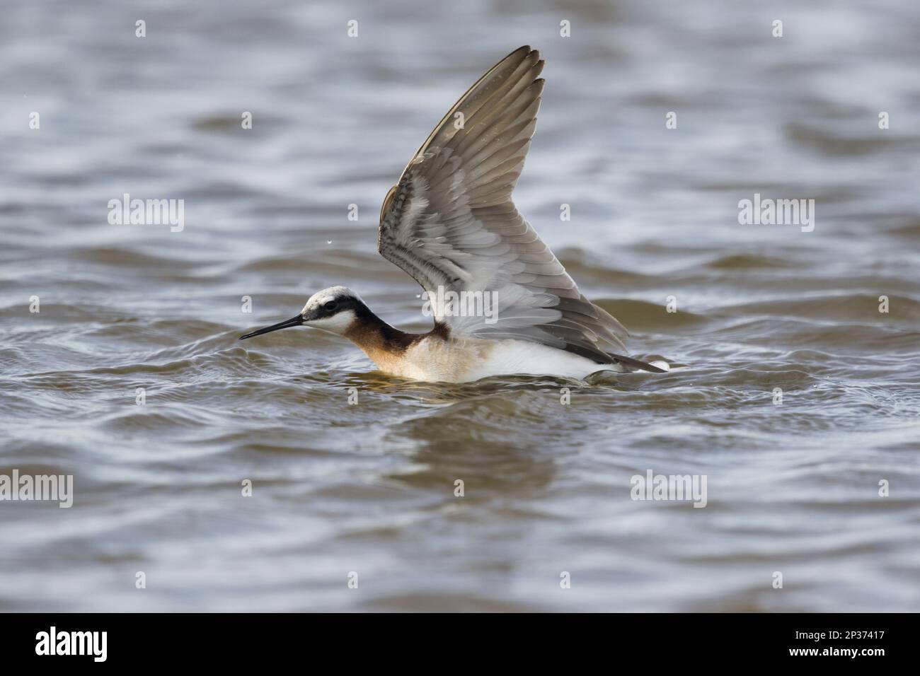 Wilson's Phalarope (Phalaropus tricolor) adult female, breeding plumage, with leg caught by Blue Crab (Callinectes sapidus) in shallow water during Stock Photo