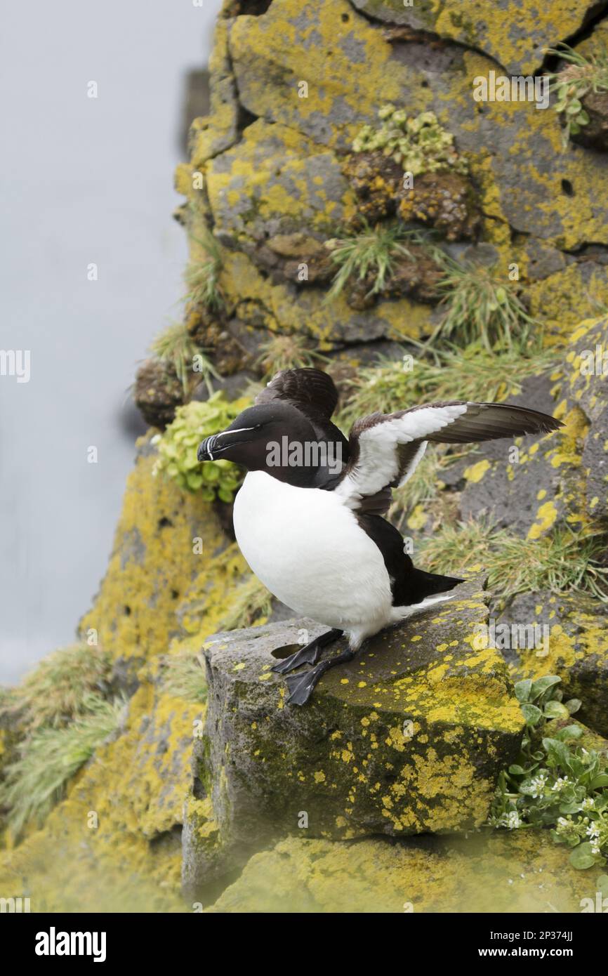 Razorbill (Alca torda) adult, breeding plumage, with wings raised ...