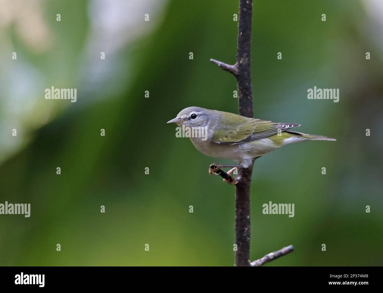 Tennessee Warbler (Vermivora peregrina) adult, perched on twig, Canopy Lodge, Panama Stock Photo