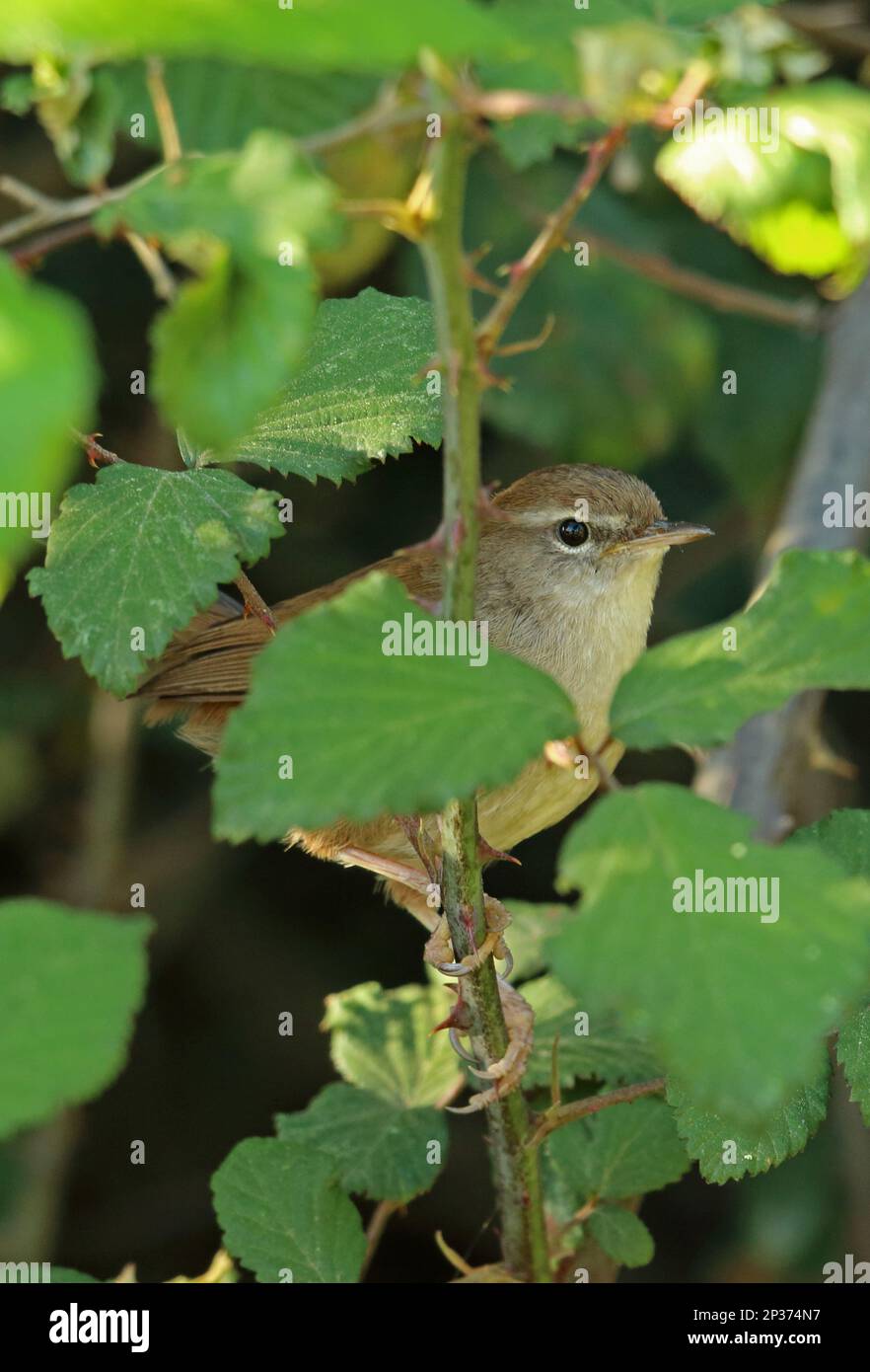 Cetti's Warbler (Cettia cetti) adult, perched on thorny stem amongst leaves, Coto Donana, Andalucia, Spain Stock Photo