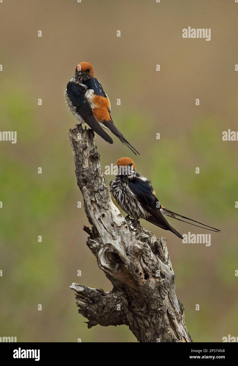 Lesser Striped-swallow (Cecropis abyssinica unitatis) two adults, perched on stump, Kruger N. P. Great Limpopo Transfrontier Park, South Africa Stock Photo