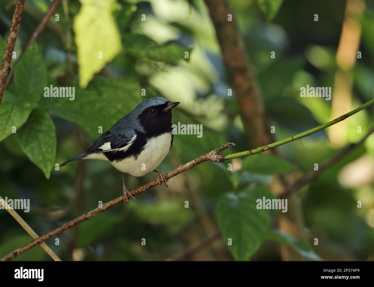 Black-throated Blue Warbler (Dendroica caerulescens) adult male, perched on twig, Linstead, Jamaica Stock Photo