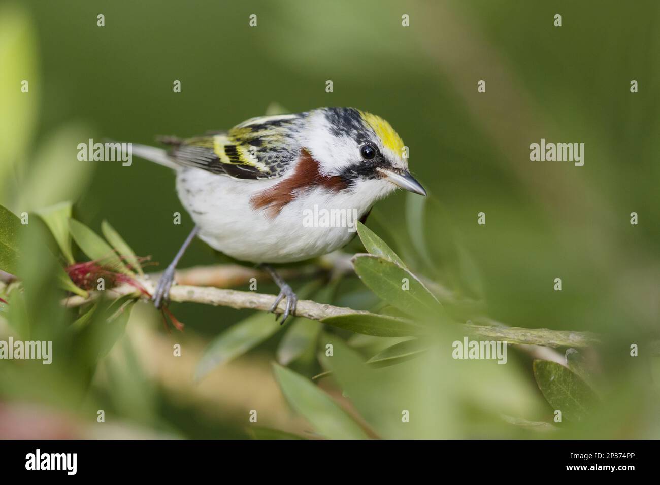 Chestnut-sided Warbler (Dendroica pensylvanica) adult male, perched on twig during migration, Gulf Coast, Texas, U.S.A. Stock Photo