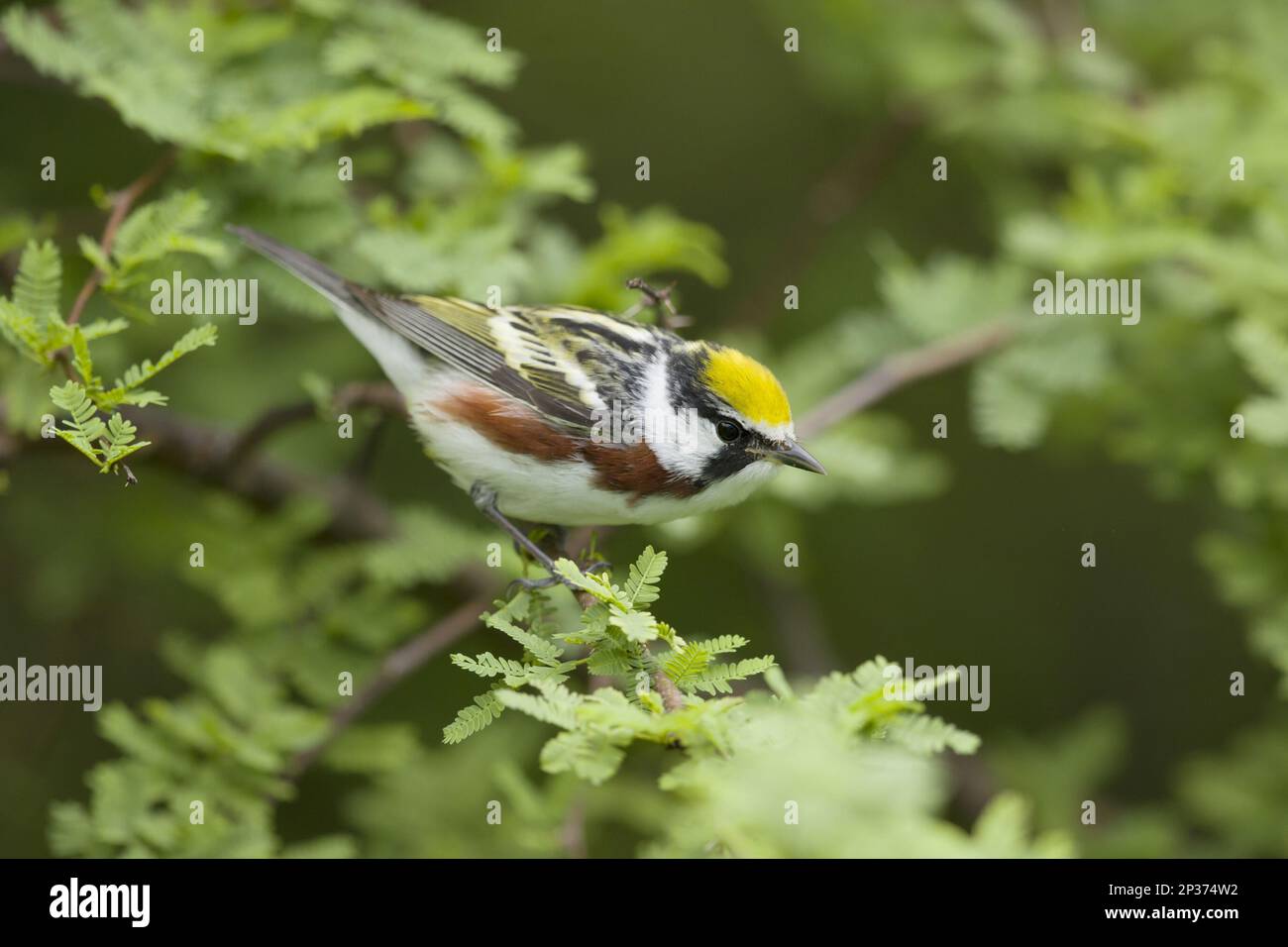 Chestnut-sided Warbler (Dendroica pensylvanica) adult male, perched on twig during migration, Gulf Coast, Texas, U.S.A. Stock Photo