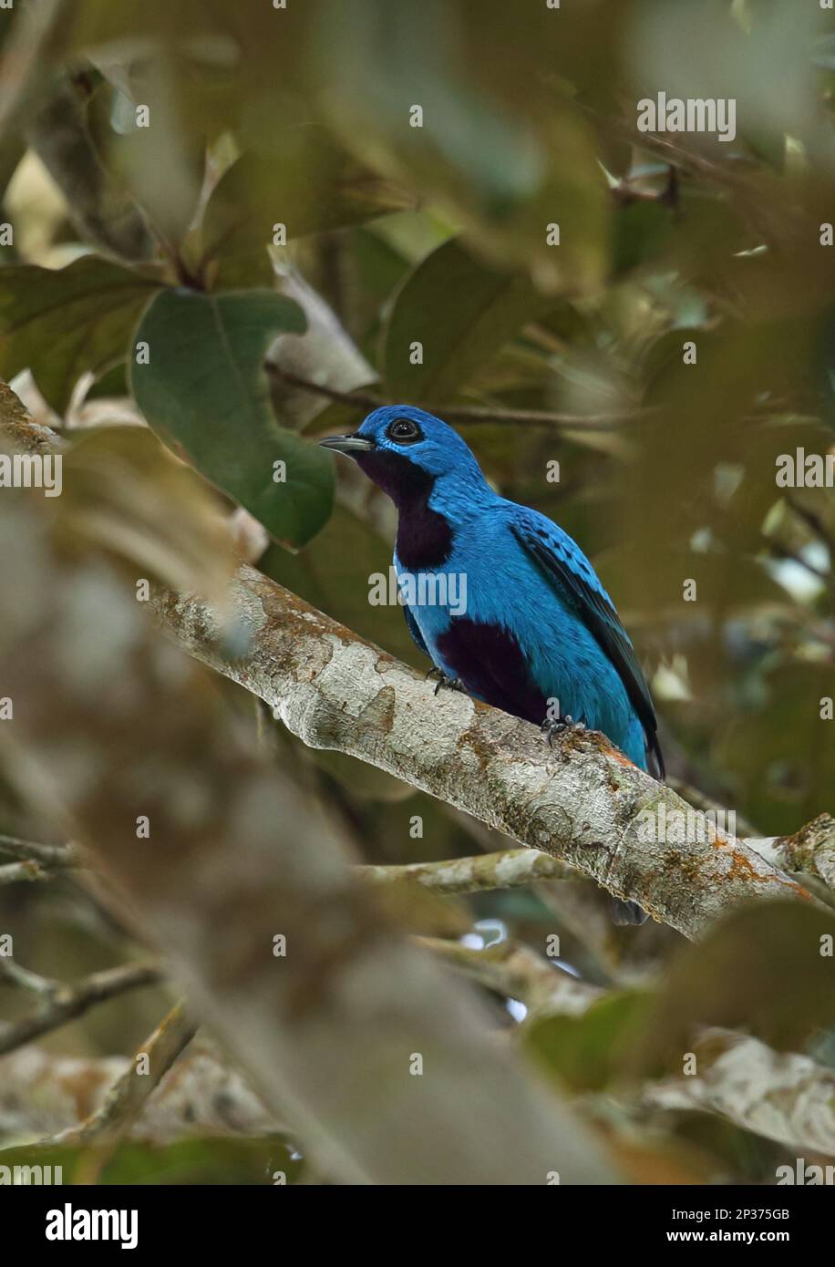 Blue cotinga (Cotinga nattererii), Northern Cotingas, Ornamental birds, Animals, Birds, Blue Cotinga adult male, after regurgitating pellet (4 of 4 Stock Photo