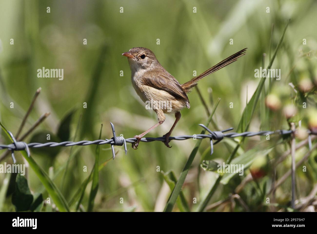 Redbacked Fairywren (Malurus melanocephalus) adult female, perched on