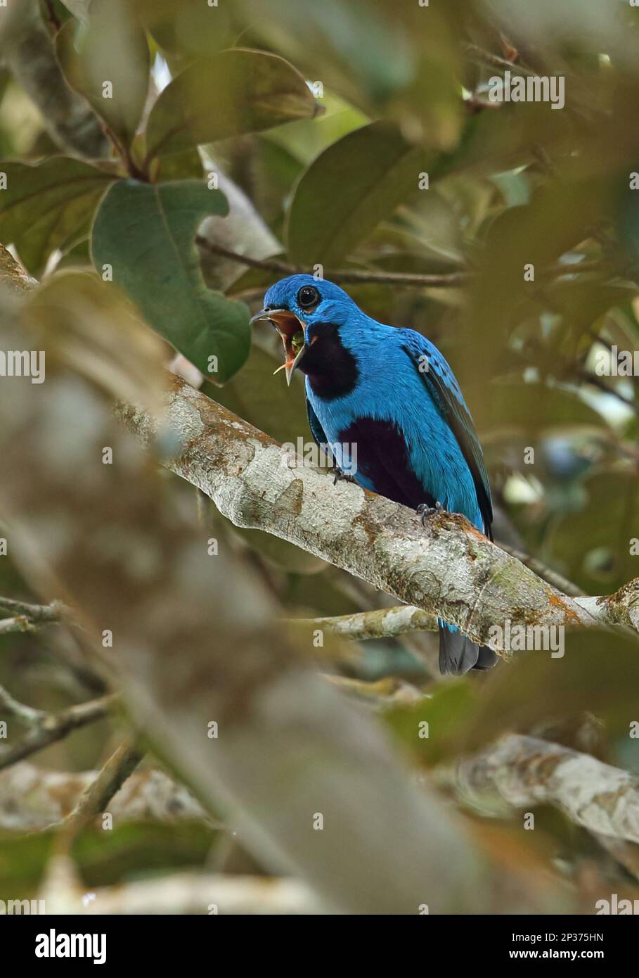 Blue cotinga (Cotinga nattererii), Northern Cotingas, Ornamental birds, Animals, Birds, Blue Cotinga adult male, regurgitating pellet (1 of 4 in Stock Photo