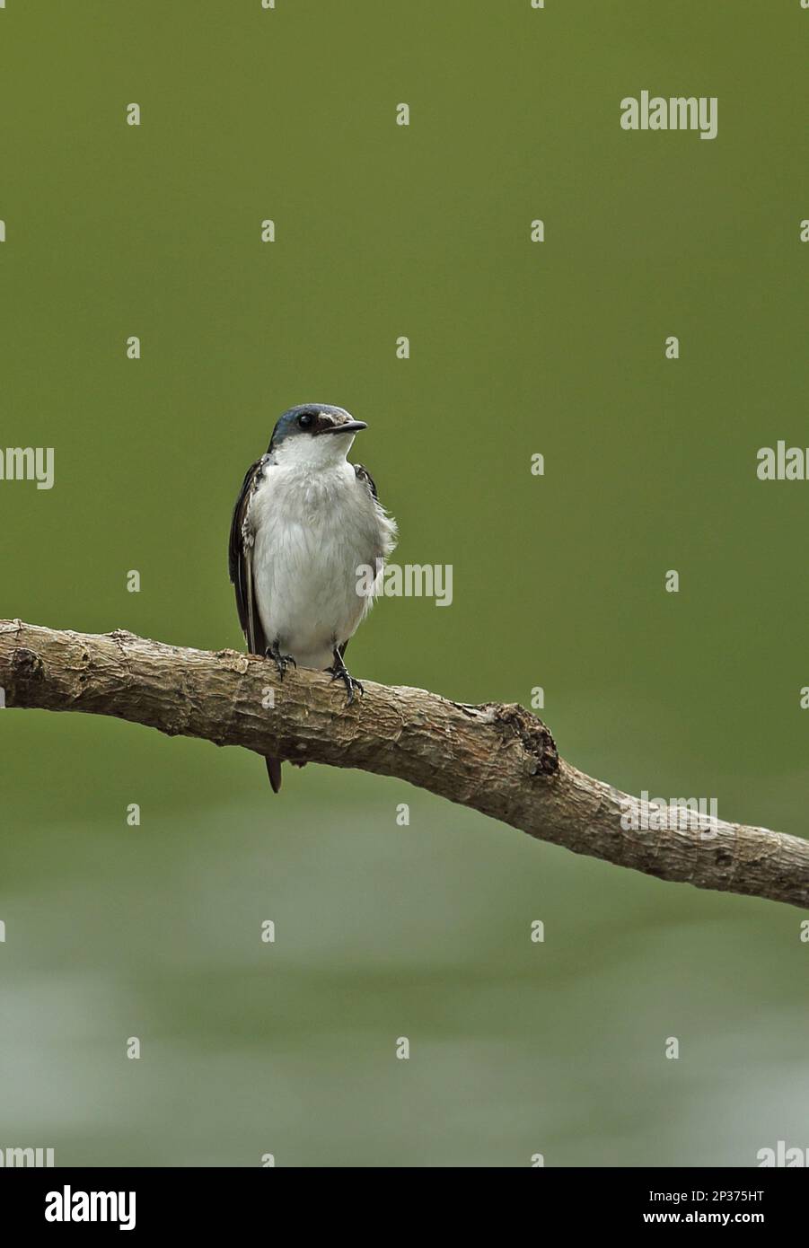 Mangrove Swallow (Tachycineta albilinea) adult, perched on branch, Darien, Panama Stock Photo