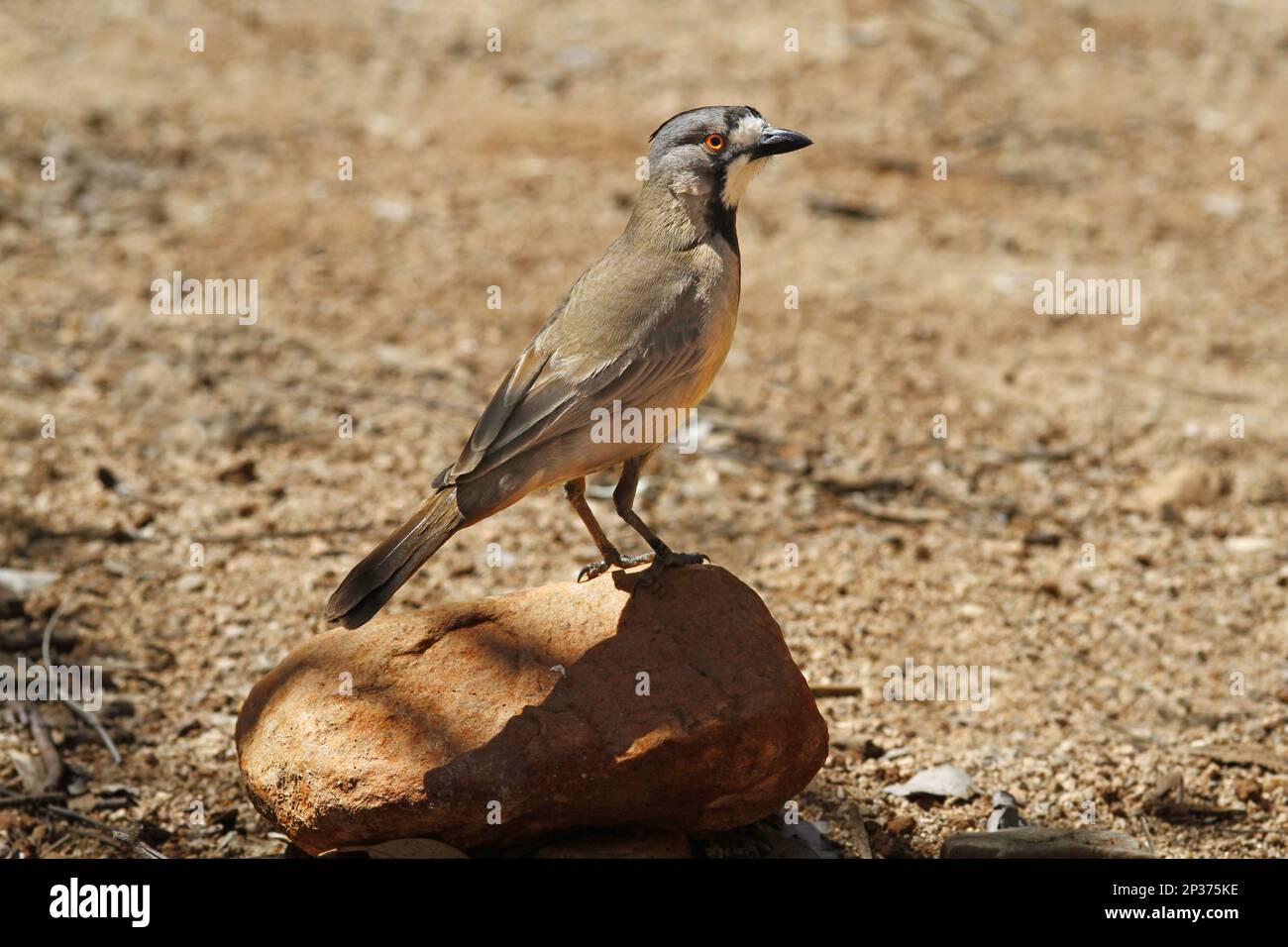 Crested Bellbird (Oreoica gutturalis) adult, perched on rock, Red Centre, Northern Territory, Australia Stock Photo