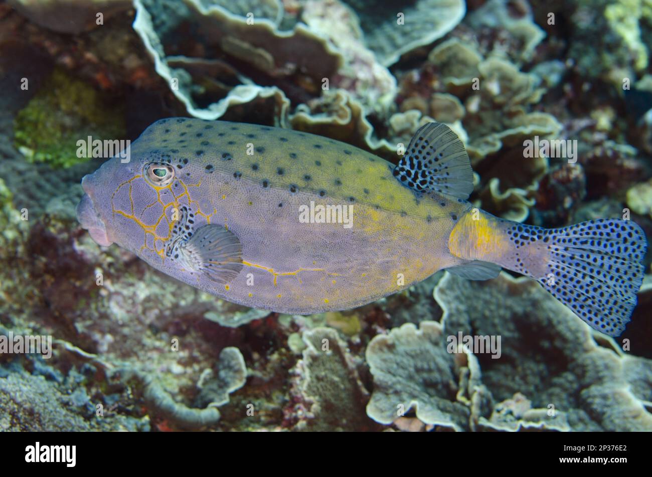 Yellow Boxfish (Ostracion cubicus) adult, Tepekong, Candidasa, Bali, Lesser Sunda Islands, Indonesia Stock Photo