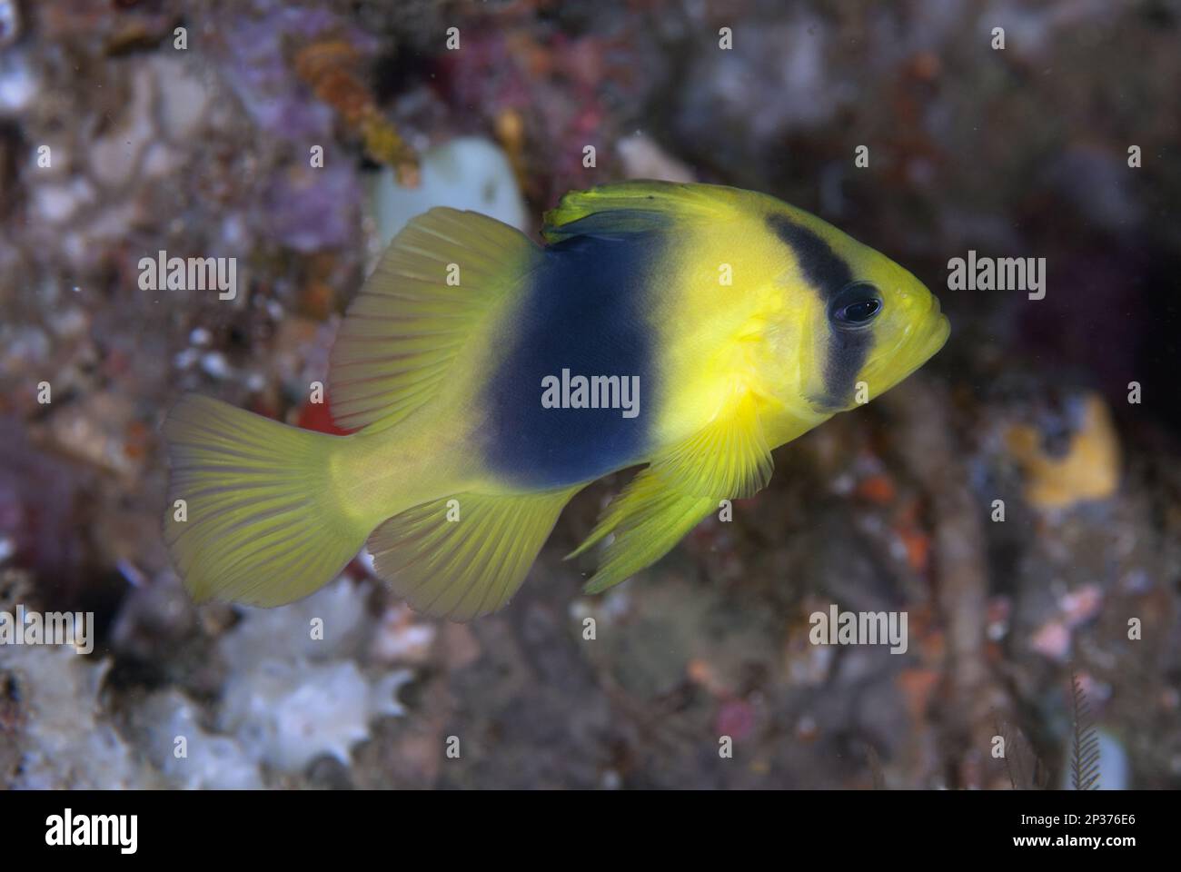 Barred Soapfish (Diploprion bifasciatum) adult, swimming, Lembeh Straits, Sulawesi, Sunda Islands, Indonesia Stock Photo