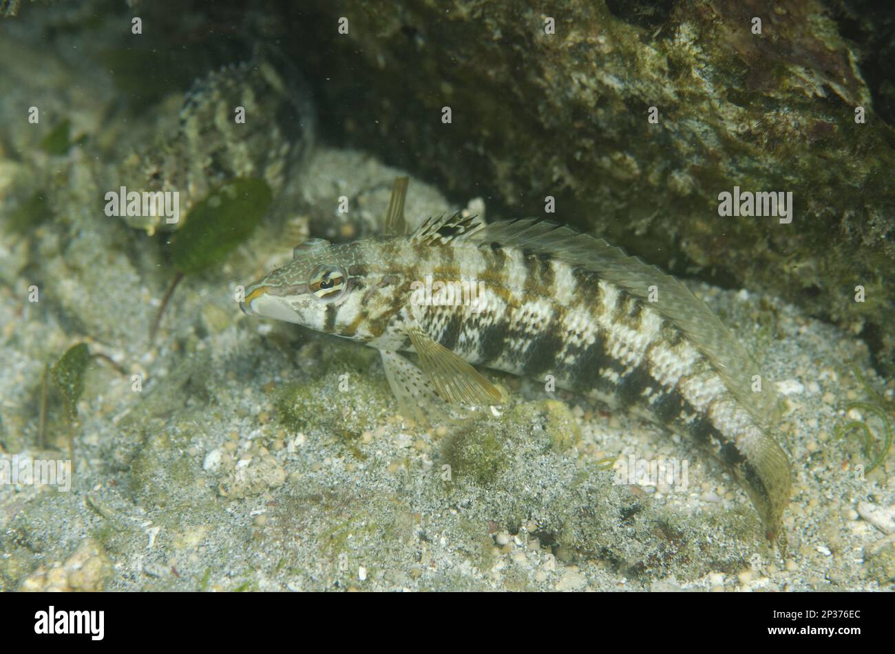 Sharpnose Sandperch (Parapercis cylindrica) adult, Candidasa, Bali, Lesser Sunda Islands, Indonesia Stock Photo