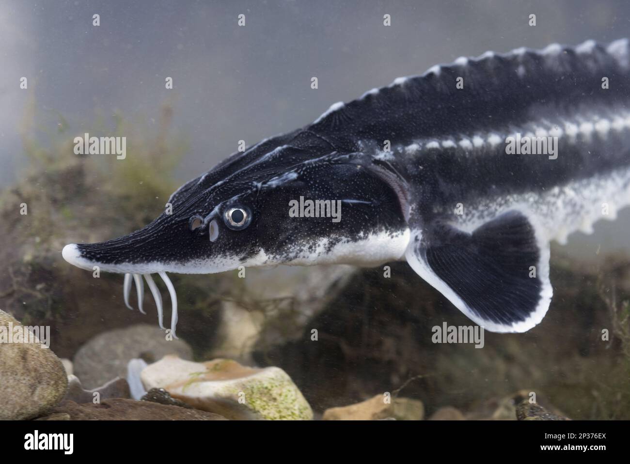 European Sturgeon, Beluga Sturgeon, European Sturgeon, Beluga Sturgeon