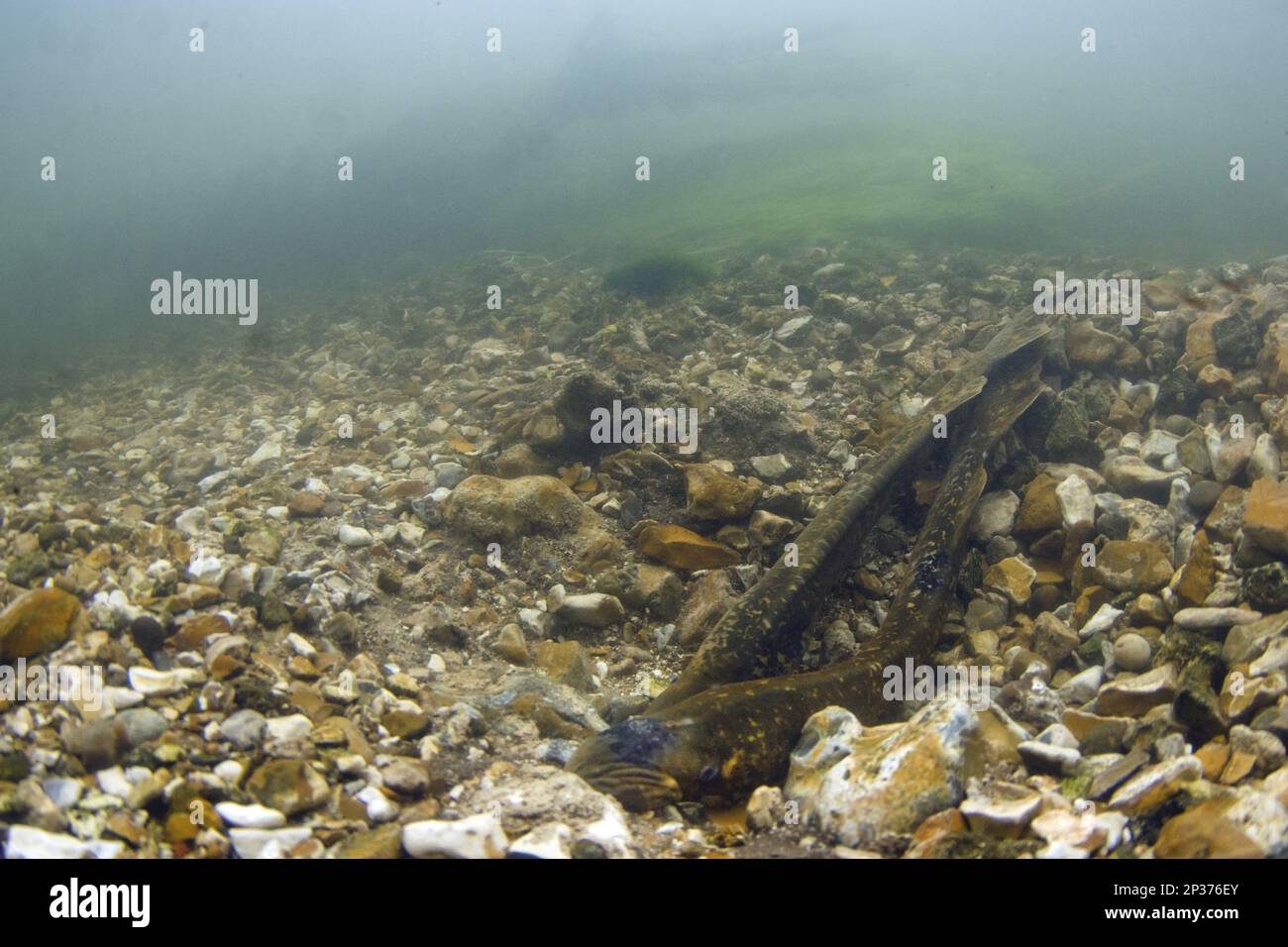 Sea Lamprey (Petromyzon marinus) adult pair, in 'redd' nest on stony riverbed to spawn, River Test, Hampshire, England, United Kingdom Stock Photo