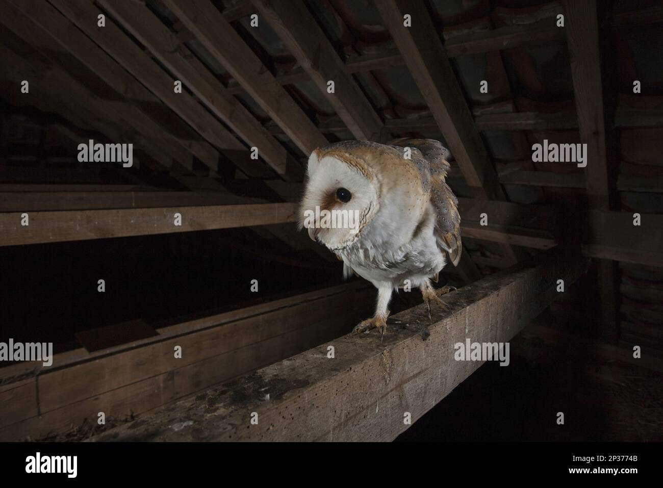 Barn Owl (Tyto alba alba) adult, perched on beam in barn at night, England, United Kingdom Stock Photo