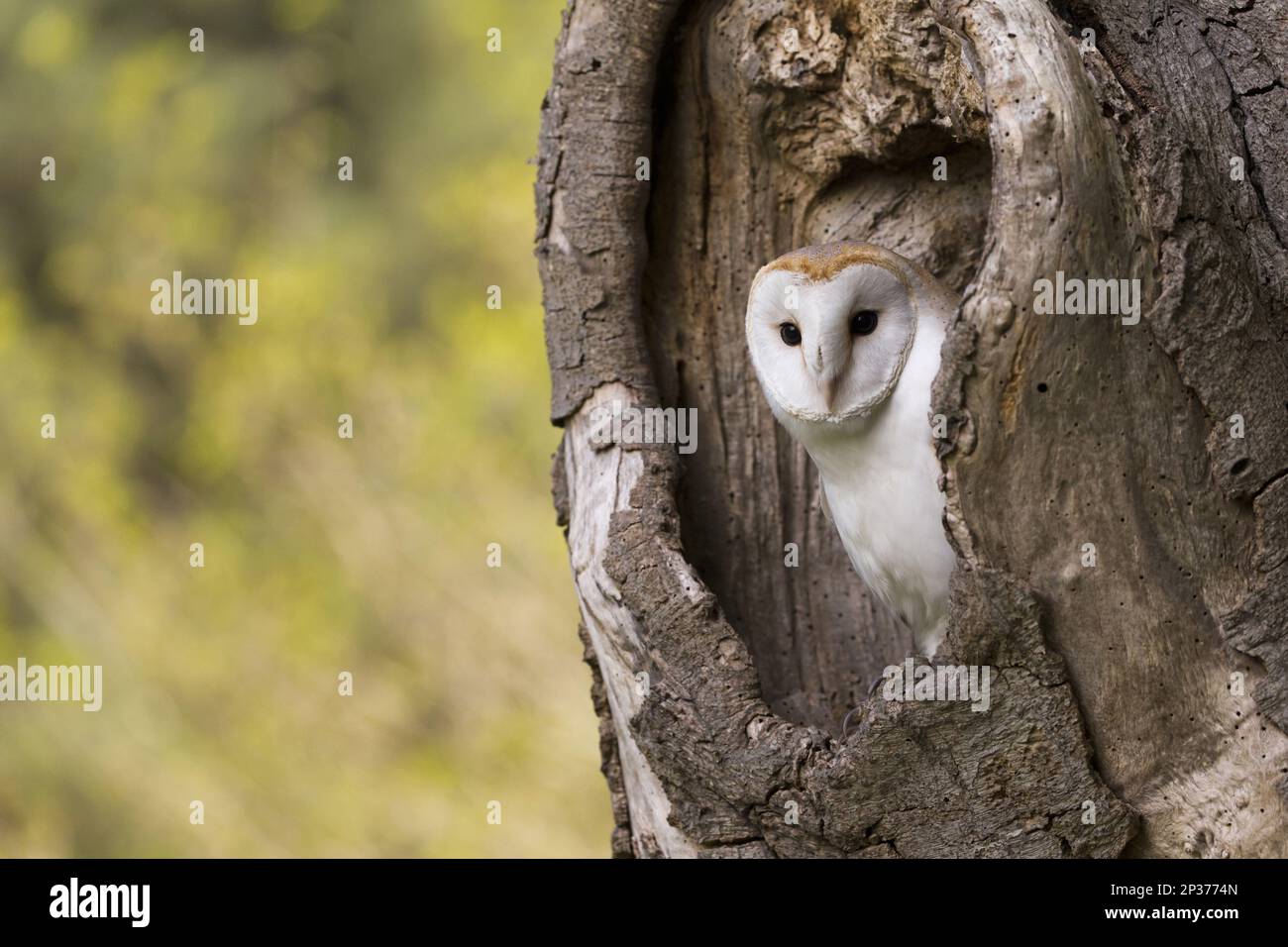 Barn Owl, common barn owls (Tyto alba), Owls, Animals, Birds, Barn Owl