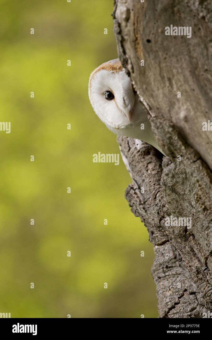 Barn Owl, common barn owls (Tyto alba), Owls, Animals, Birds, Barn Owl