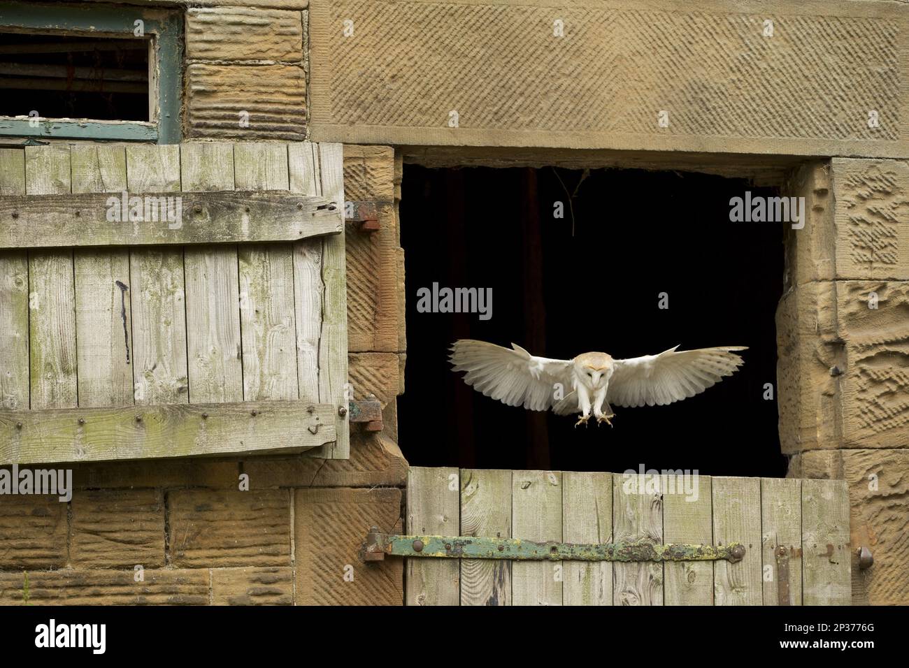 Common barn owl (Tyto alba) adult, flying through barn door, Derbyshire, England, July (in