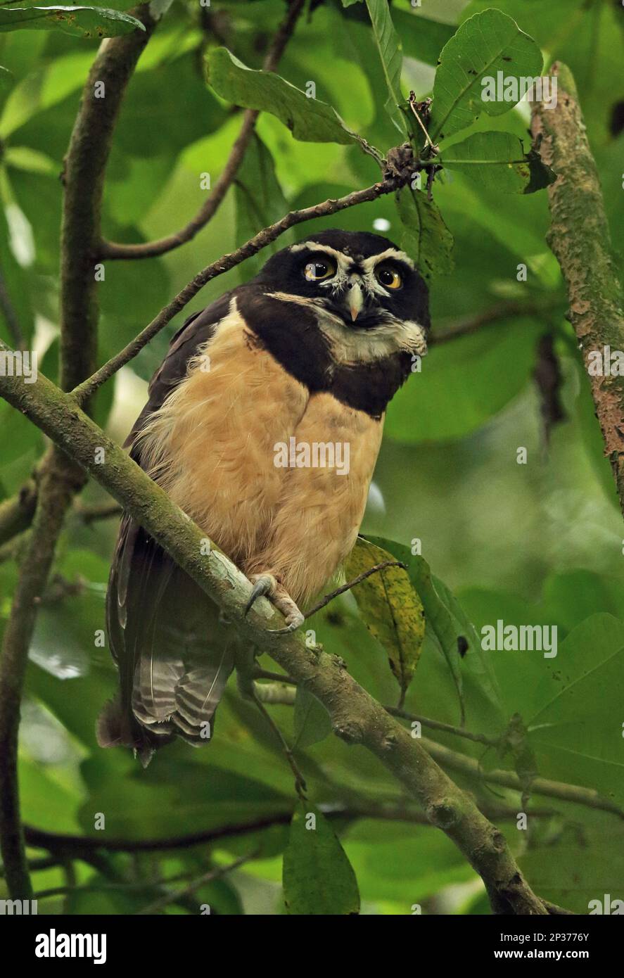 Spectacled Owl (Pulsatrix perspicillata chapmani) adult, perched on branch, El Valle, Panama Stock Photo