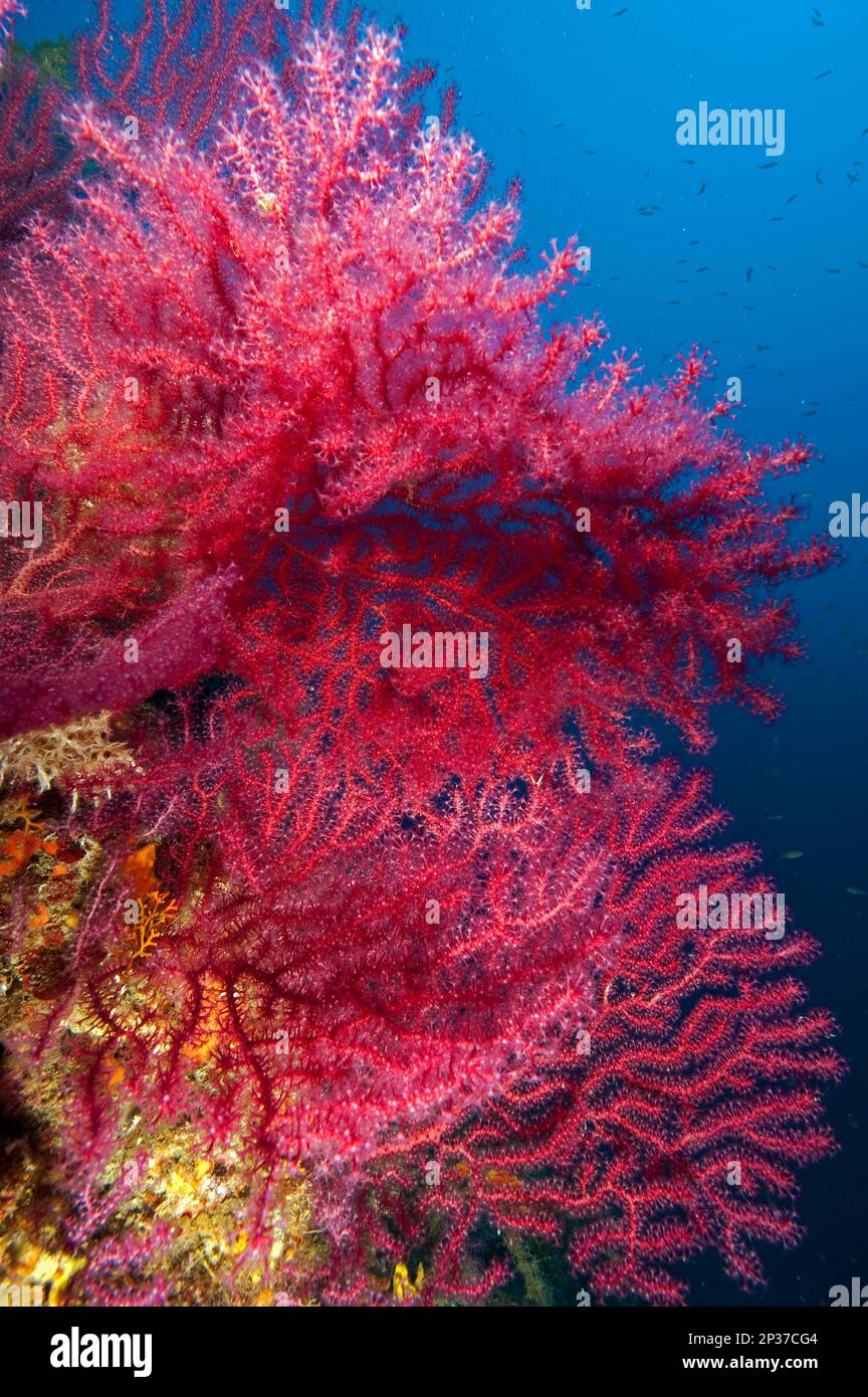 Mediterranean Fan Coral, violescent sea-whip (Paramuricea clavata), Gorgonian Fan, Red Gorgonian, Elba Tuscany, Europe, Mediterranean Sea, Italy Stock Photo