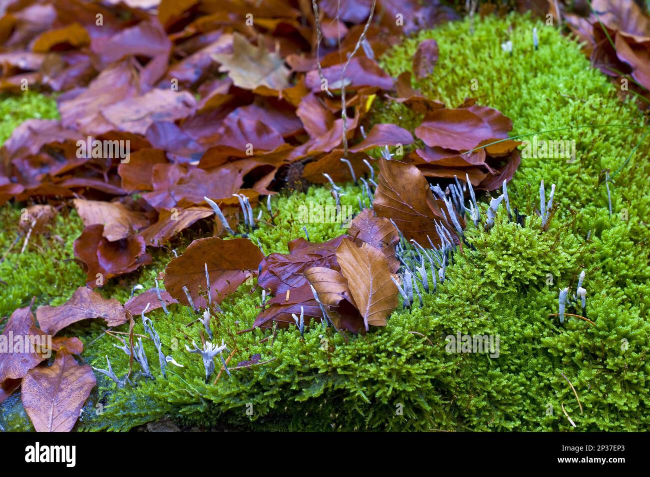 Beech stump with moss and tree fungi, Brundorf in the district of Osterholz, Germany Stock Photo