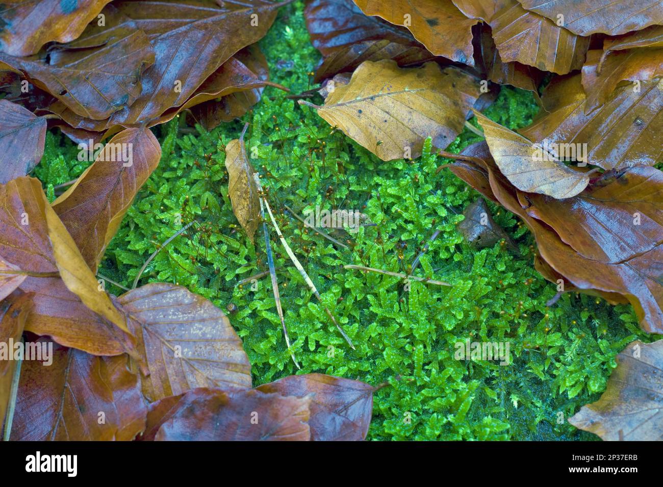 Beech stump with moss Stock Photo