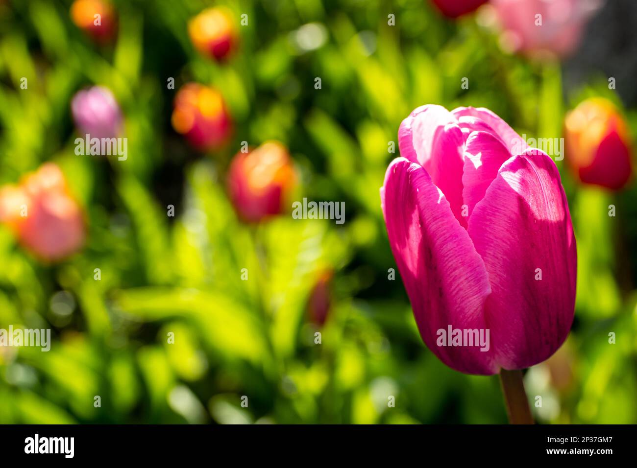 A pink tulip captures the attention on the right side, with a blurred floral bed in the background and copy space on the left, representing beauty. Stock Photo