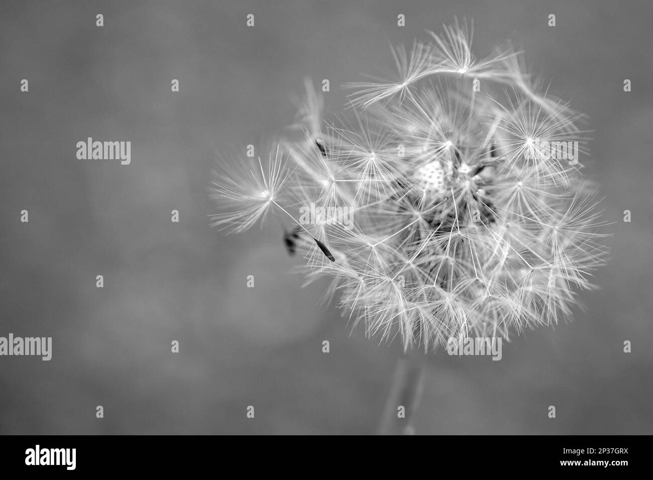 In this monochrome close-up of a dandelion blowball (Taraxacum officinale), the fragility and transience of life are captured in black and white. Stock Photo