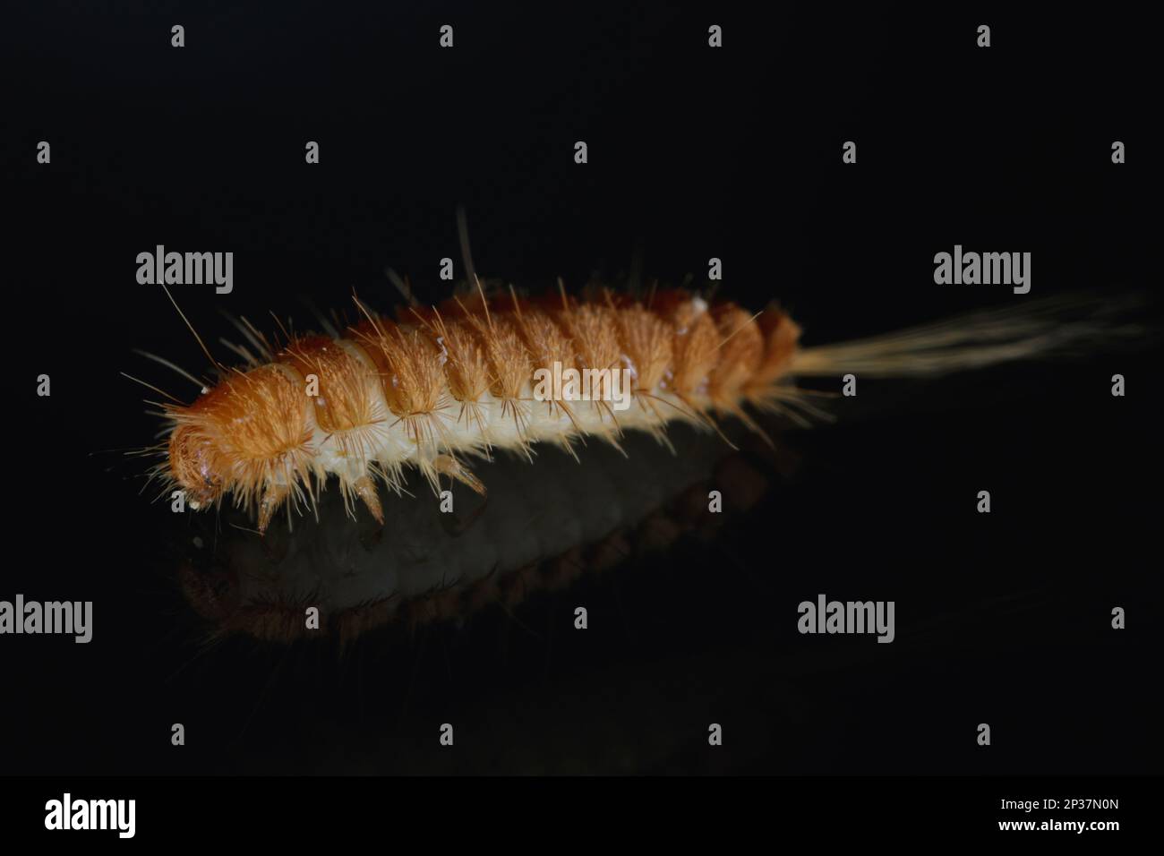 https://c8.alamy.com/comp/2P37N0N/larva-larvae-of-carpet-beetle-anthrenus-trogoderma-attagenus-dermestidae-skin-beetles-family-a-synanthropic-pest-which-lives-in-houses-and-apartm-2P37N0N.jpg