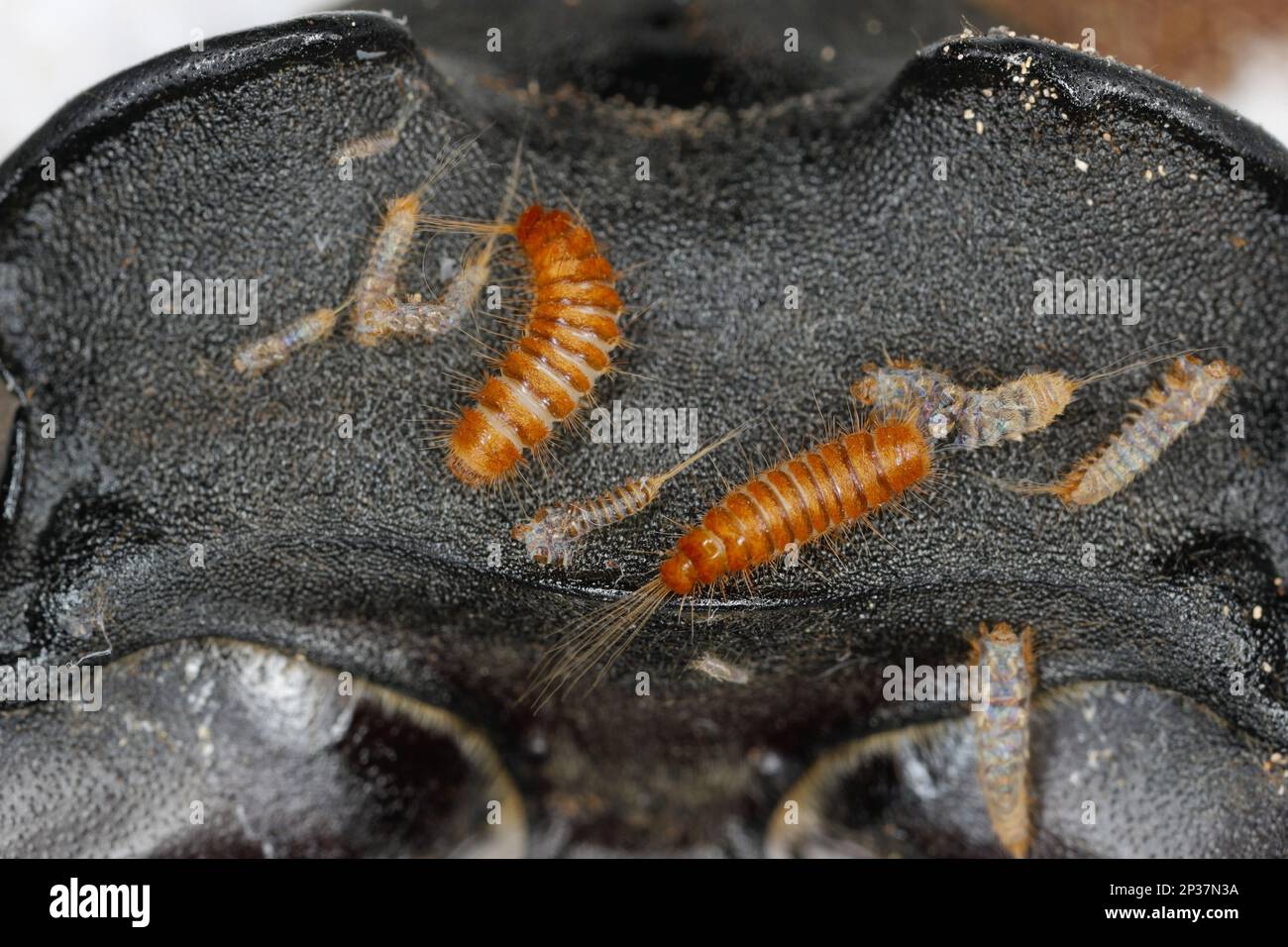 Larva, larvae of carpet beetle Anthrenus, Trogoderma, Attagenus ...