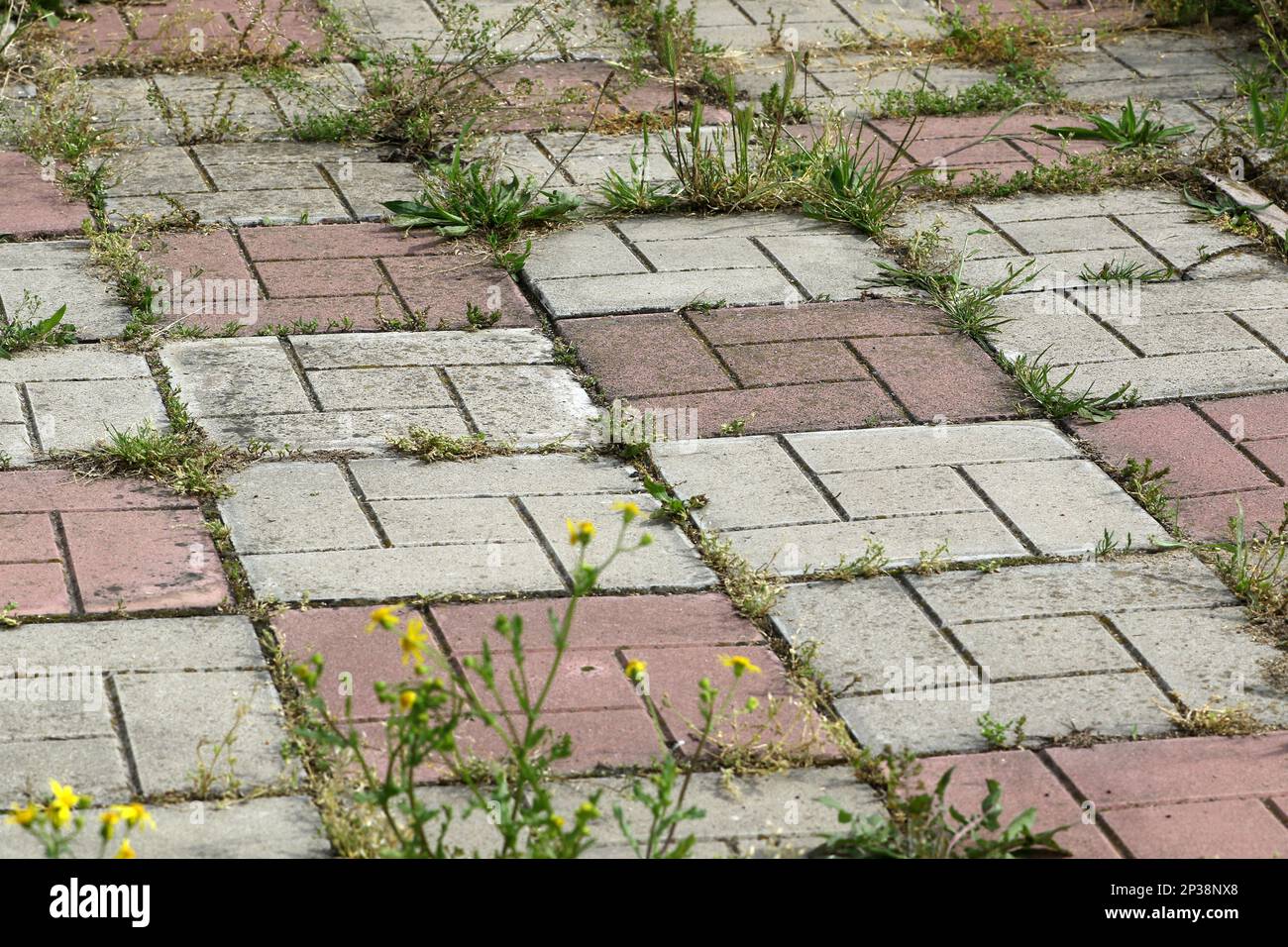 Background old cracked paving slabs with green grass between the tiles